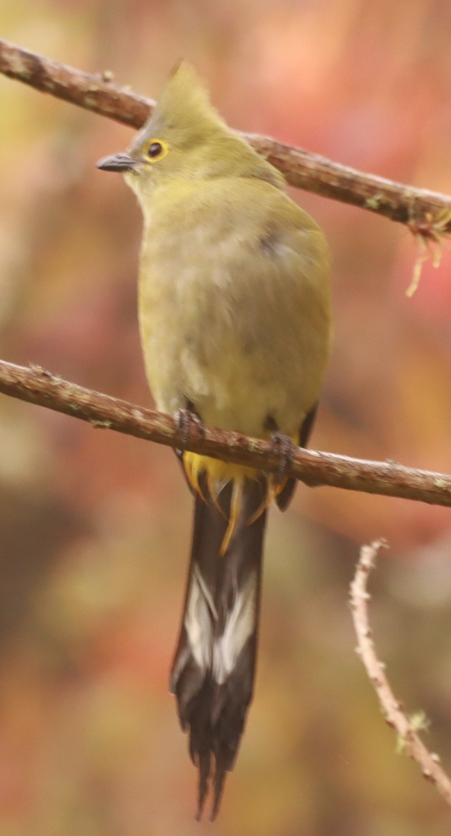 Long-tailed Silky-flycatcher - ML657867028