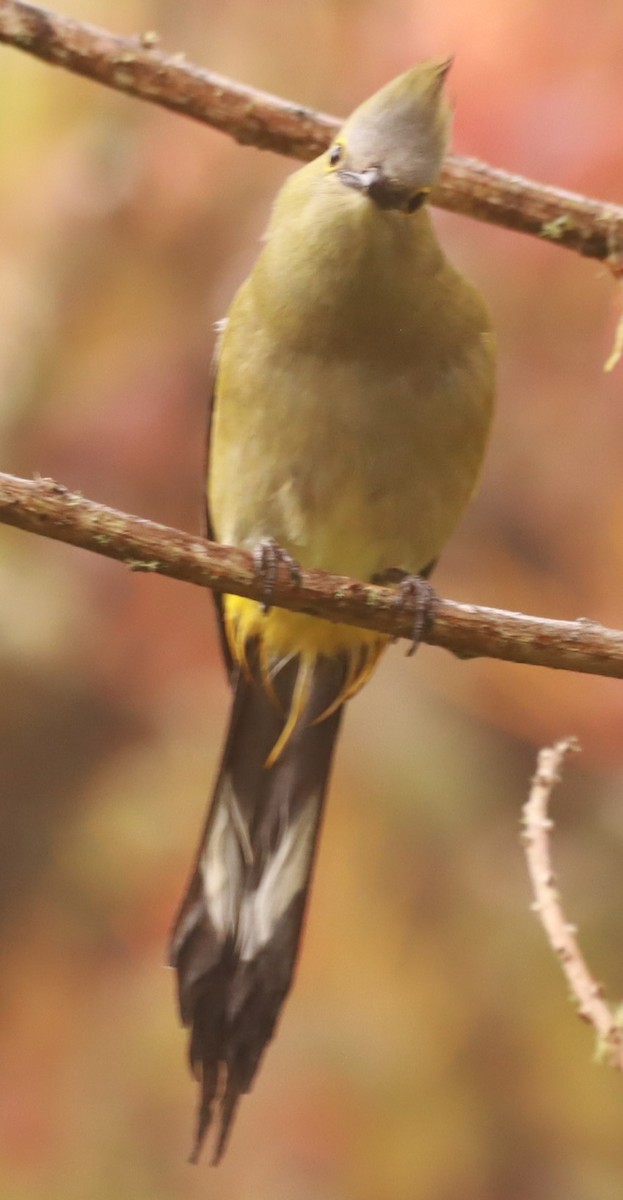 Long-tailed Silky-flycatcher - ML657867064