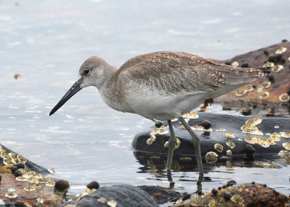 Willet (Western) - ML65786731