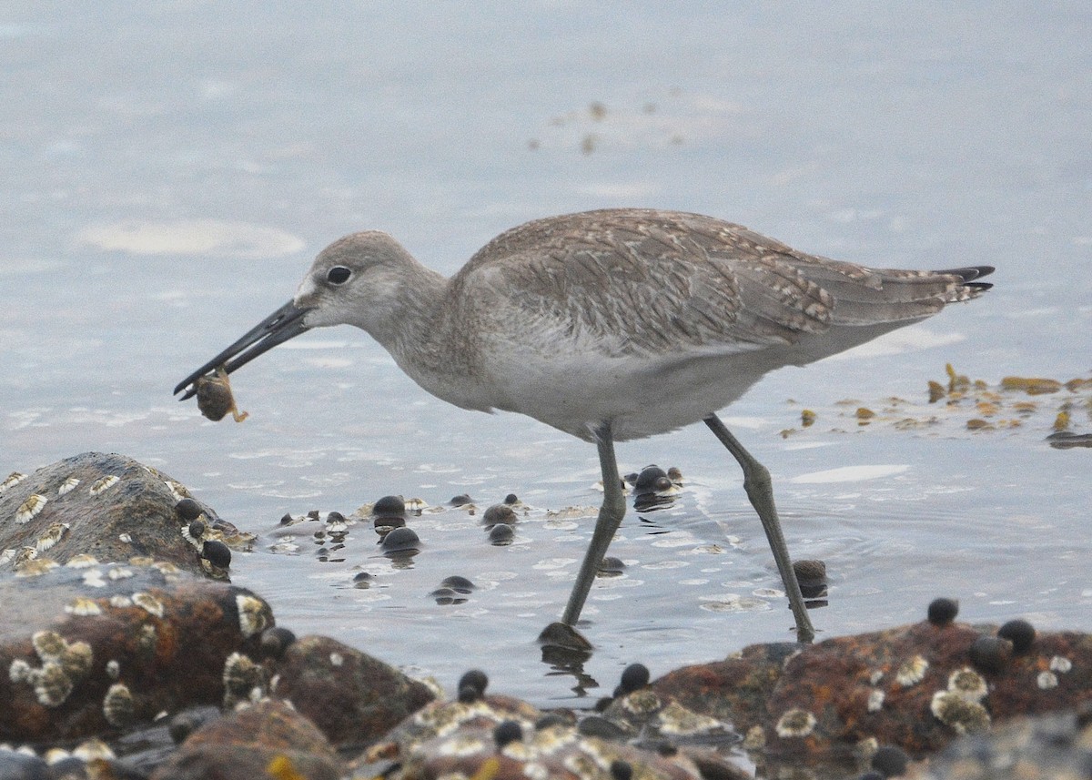 Willet (Western) - ML65786771