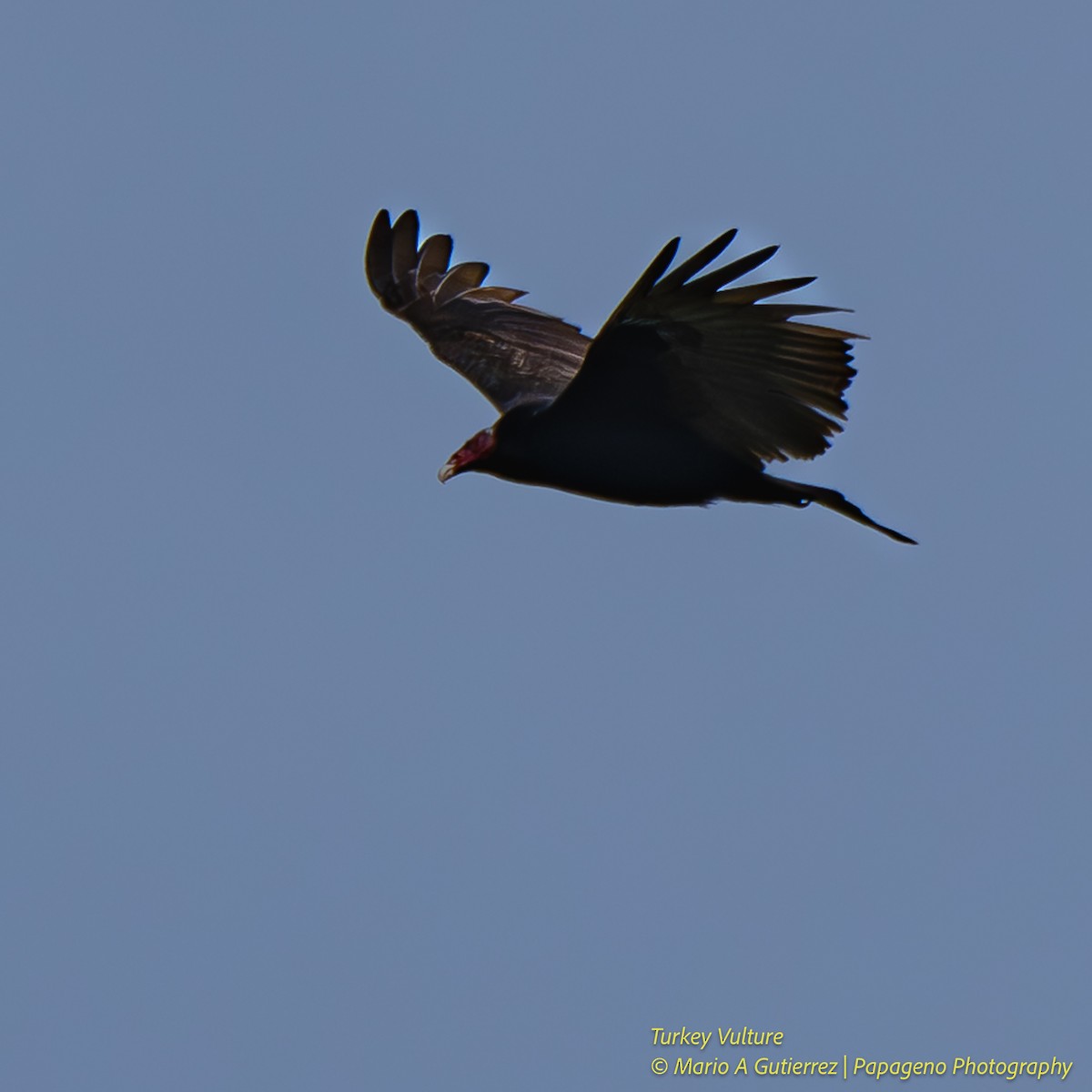 Turkey Vulture - ML657867825