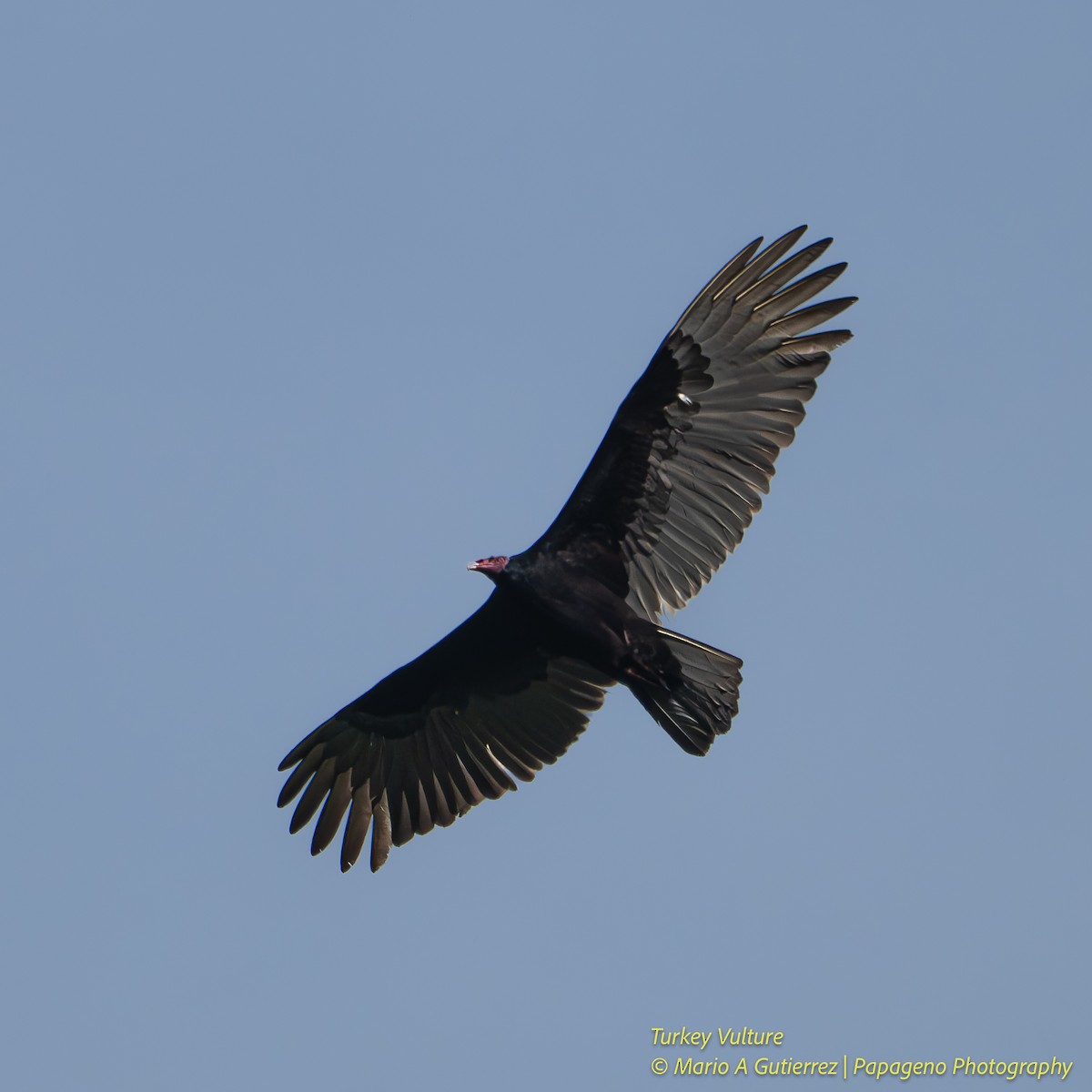 Turkey Vulture - ML657867827