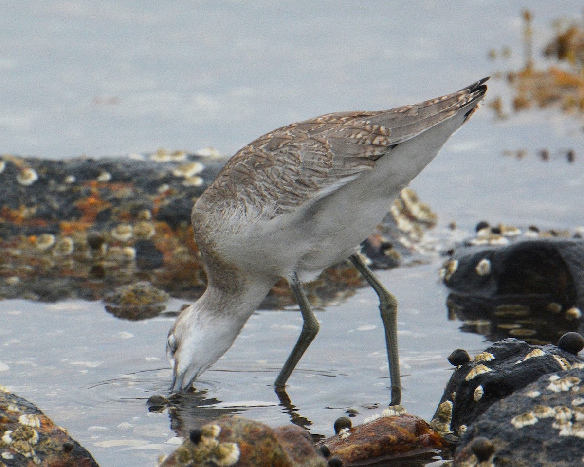 Willet (Western) - ML65786791