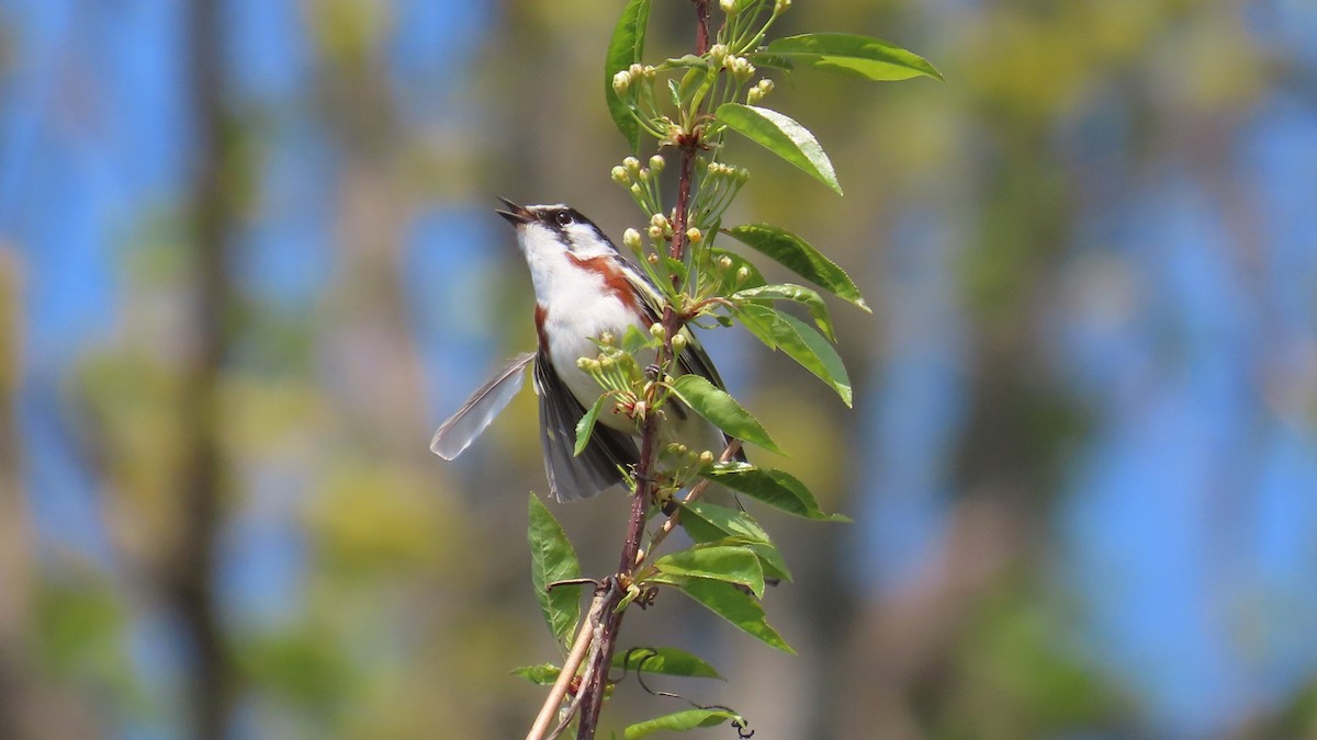 Chestnut-sided Warbler - ML657868107