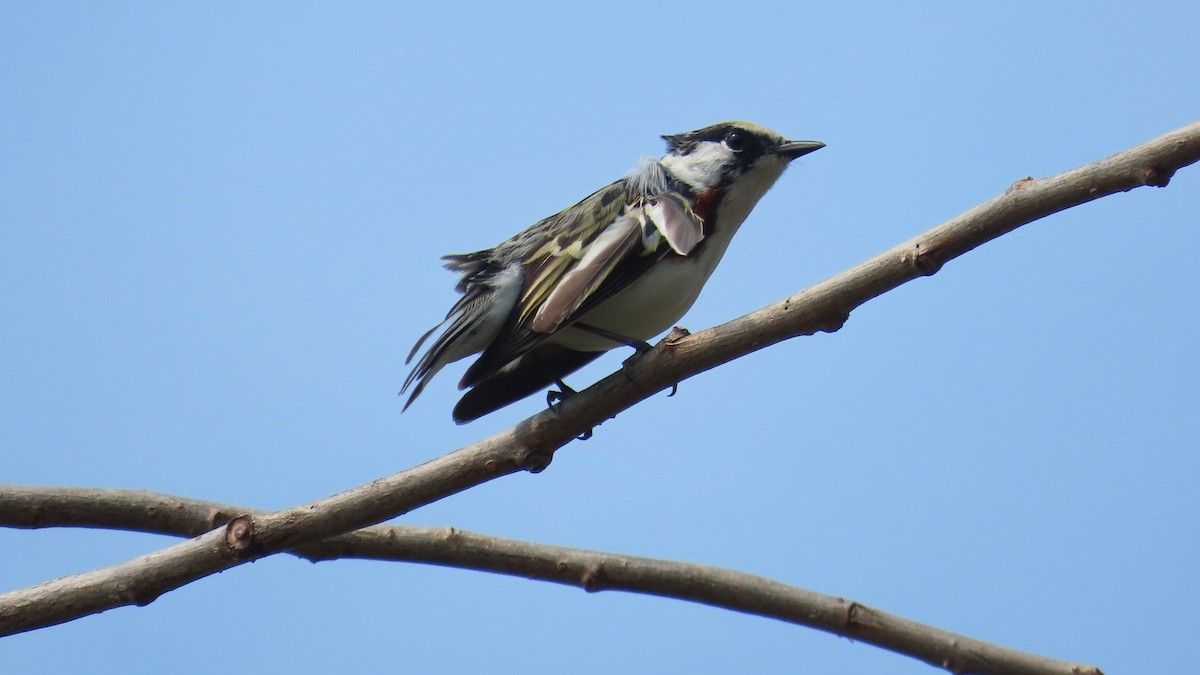 Chestnut-sided Warbler - ML657868108