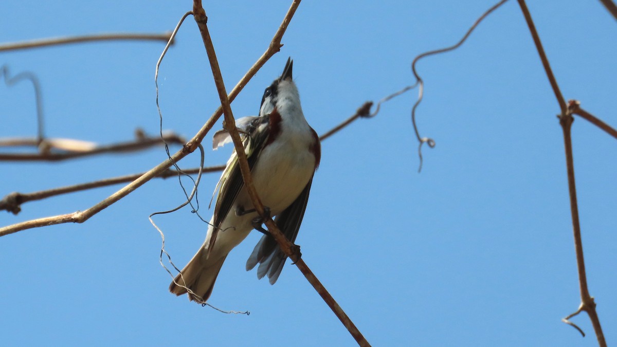 Chestnut-sided Warbler - ML657868114
