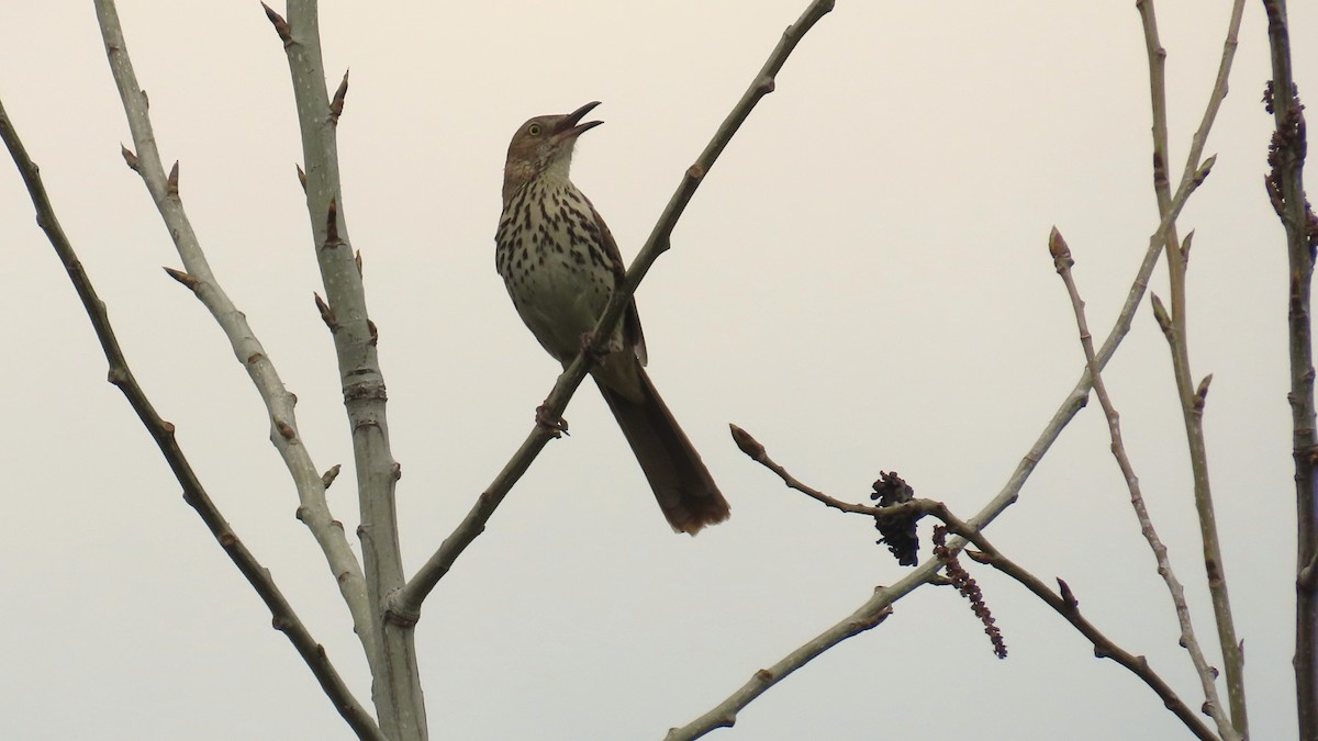Brown Thrasher - ML657868327