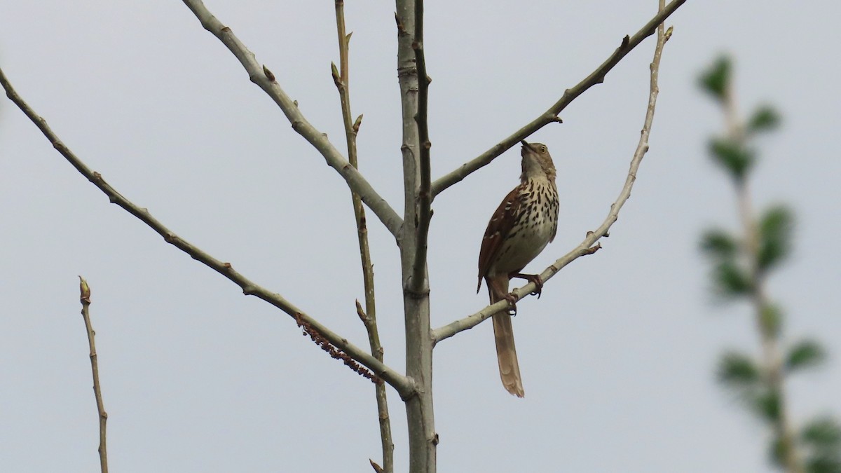 Brown Thrasher - ML657868328