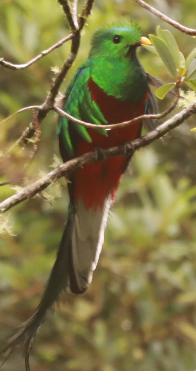 Resplendent Quetzal - ML657868383