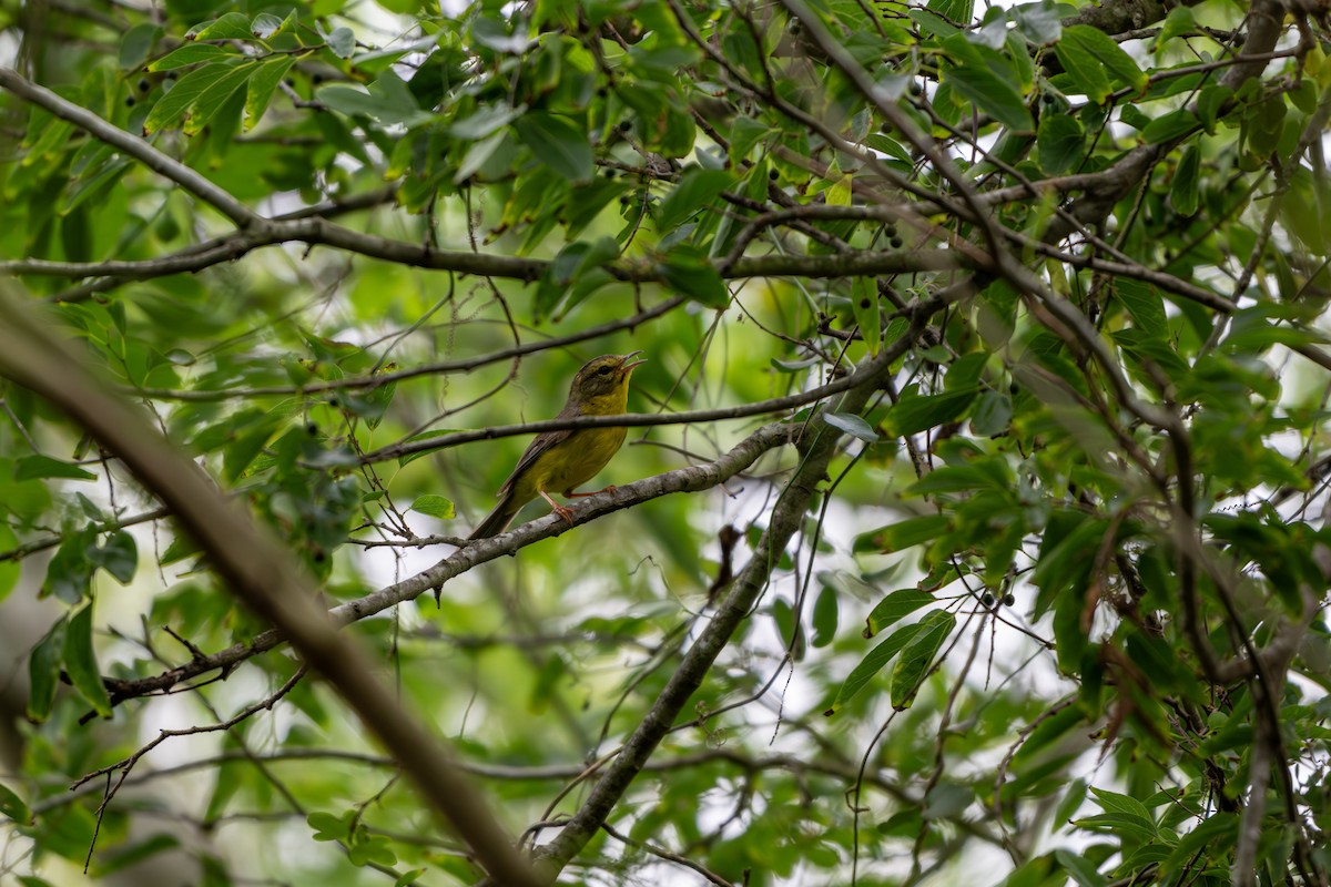 Golden-crowned Warbler - ML657868411