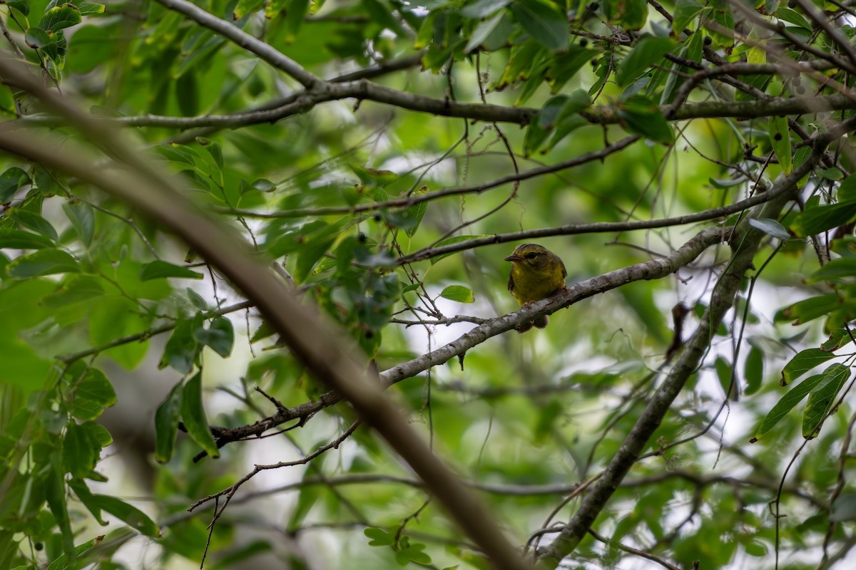 Golden-crowned Warbler - ML657868412
