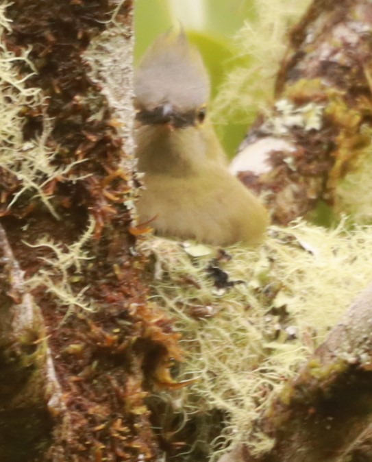 Long-tailed Silky-flycatcher - ML657868481