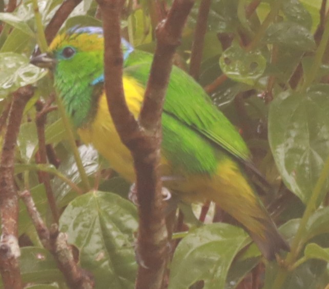 Golden-browed Chlorophonia - ML657868543