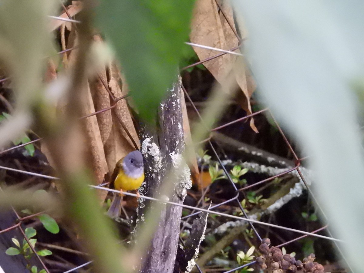 Gray-headed Canary-Flycatcher - ML657868616
