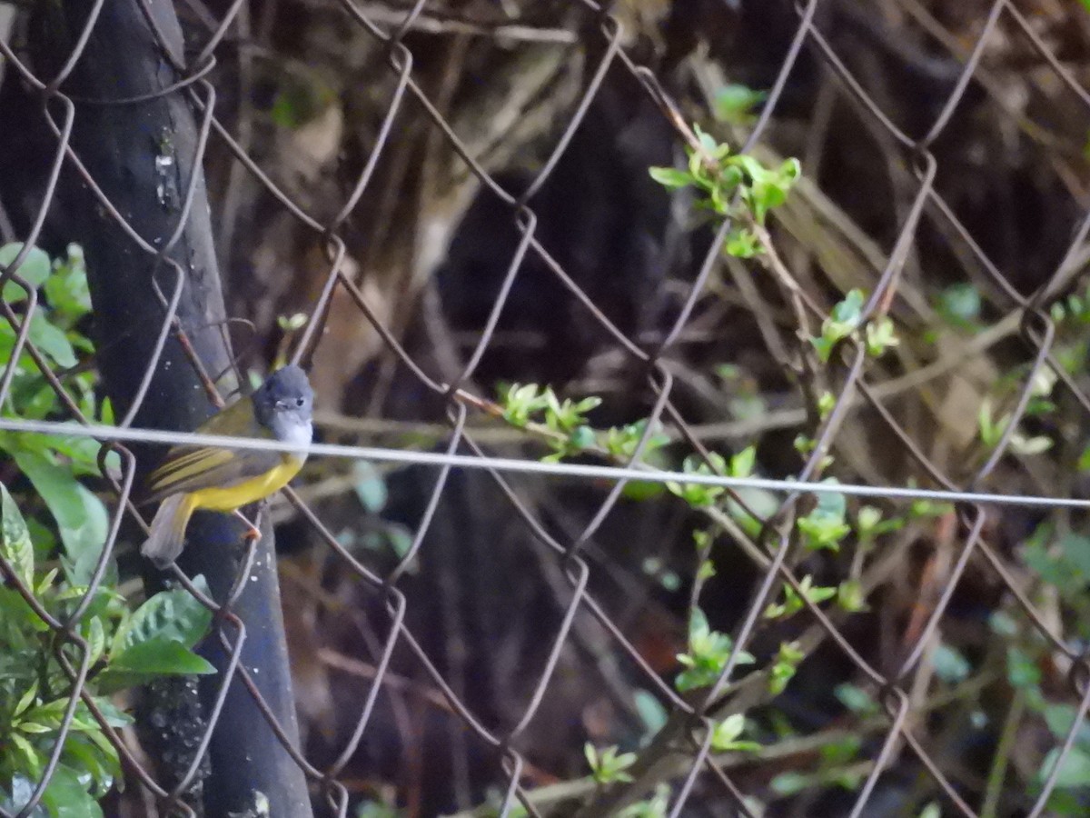 Gray-headed Canary-Flycatcher - ML657868617