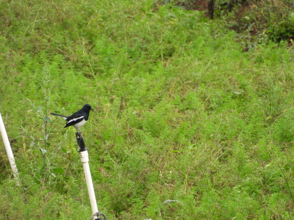 Oriental Magpie-Robin - ML657868687