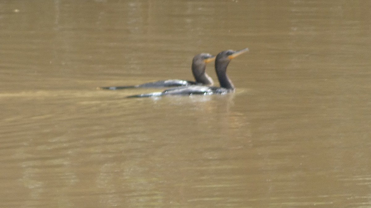 Neotropic Cormorant - ML657869082