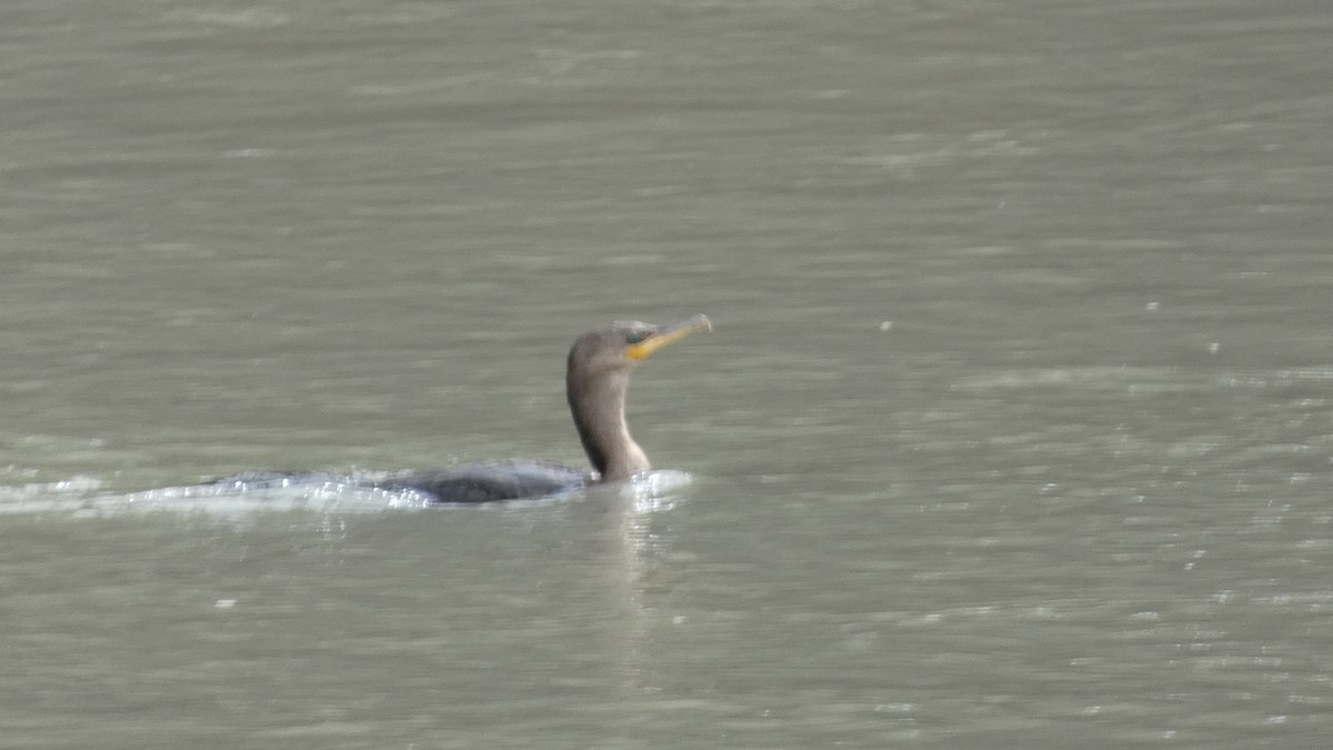 Neotropic Cormorant - ML657869084