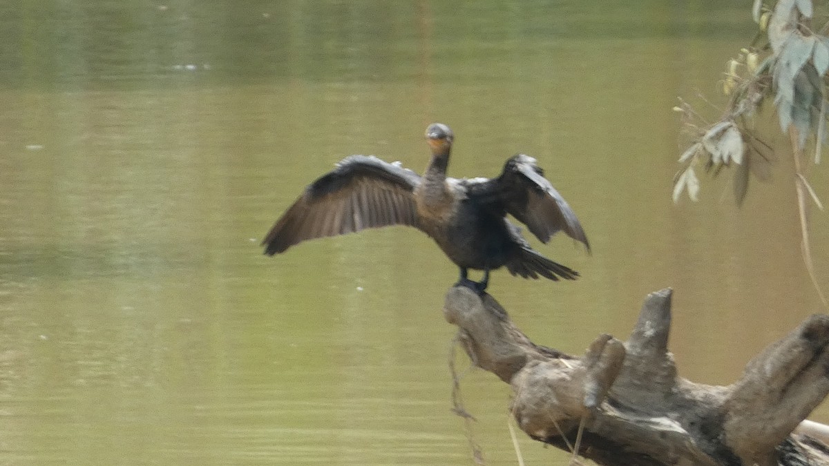 Neotropic Cormorant - ML657869090