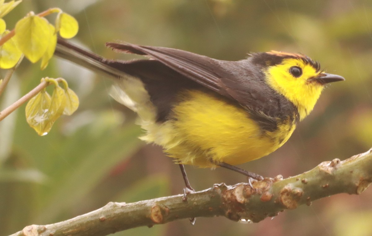 Collared Redstart - ML657869338