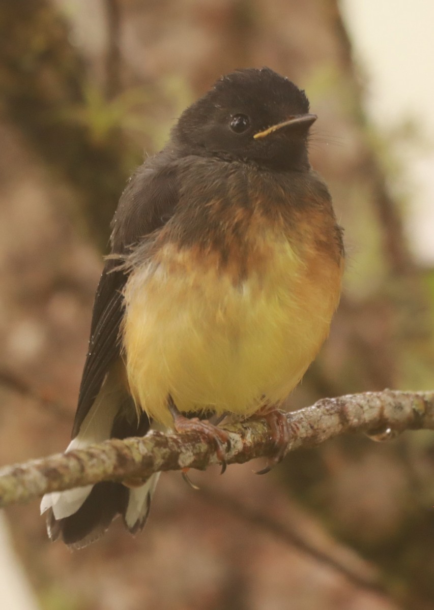 Collared Redstart - ML657869386