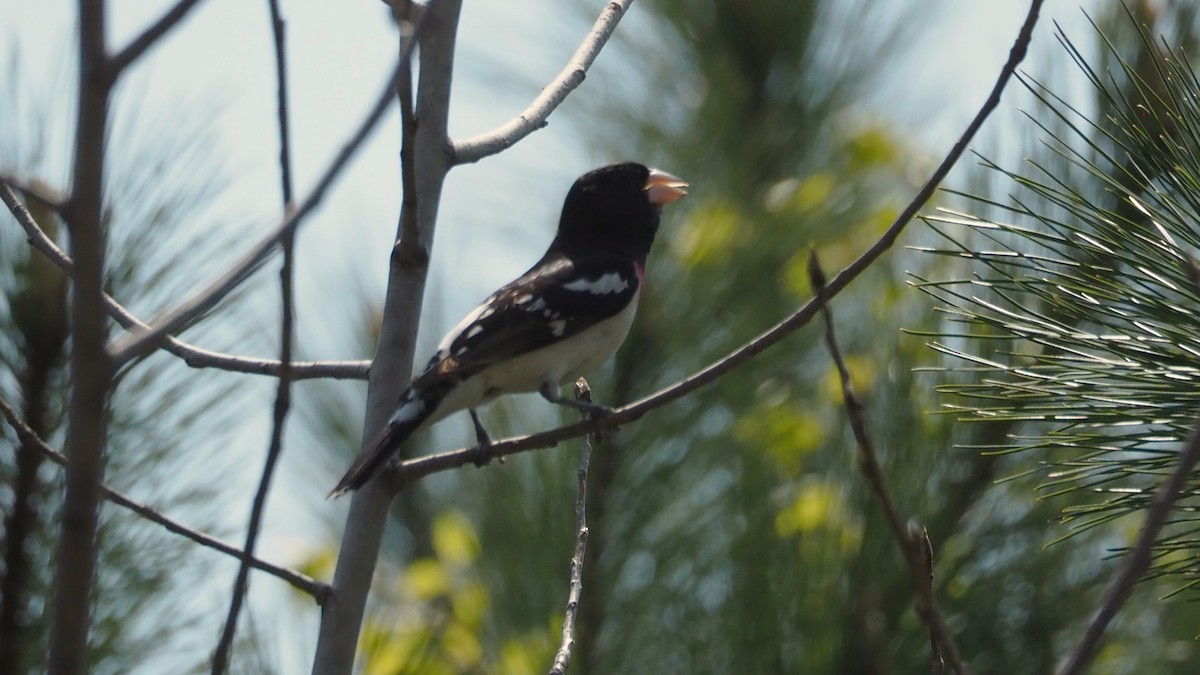 Rose-breasted Grosbeak - ML657869392
