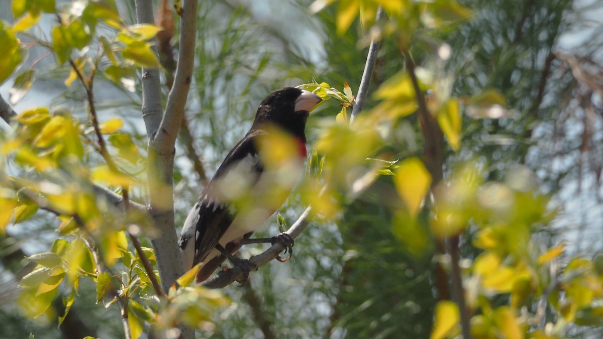 Rose-breasted Grosbeak - ML657869393