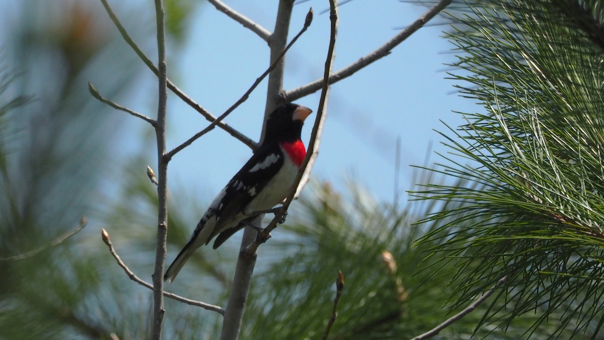 Rose-breasted Grosbeak - ML657869394