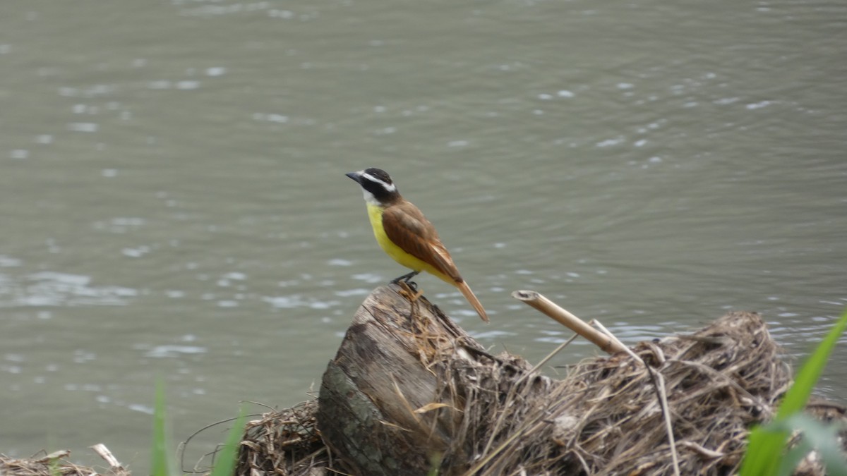 Great Kiskadee - ML657869414