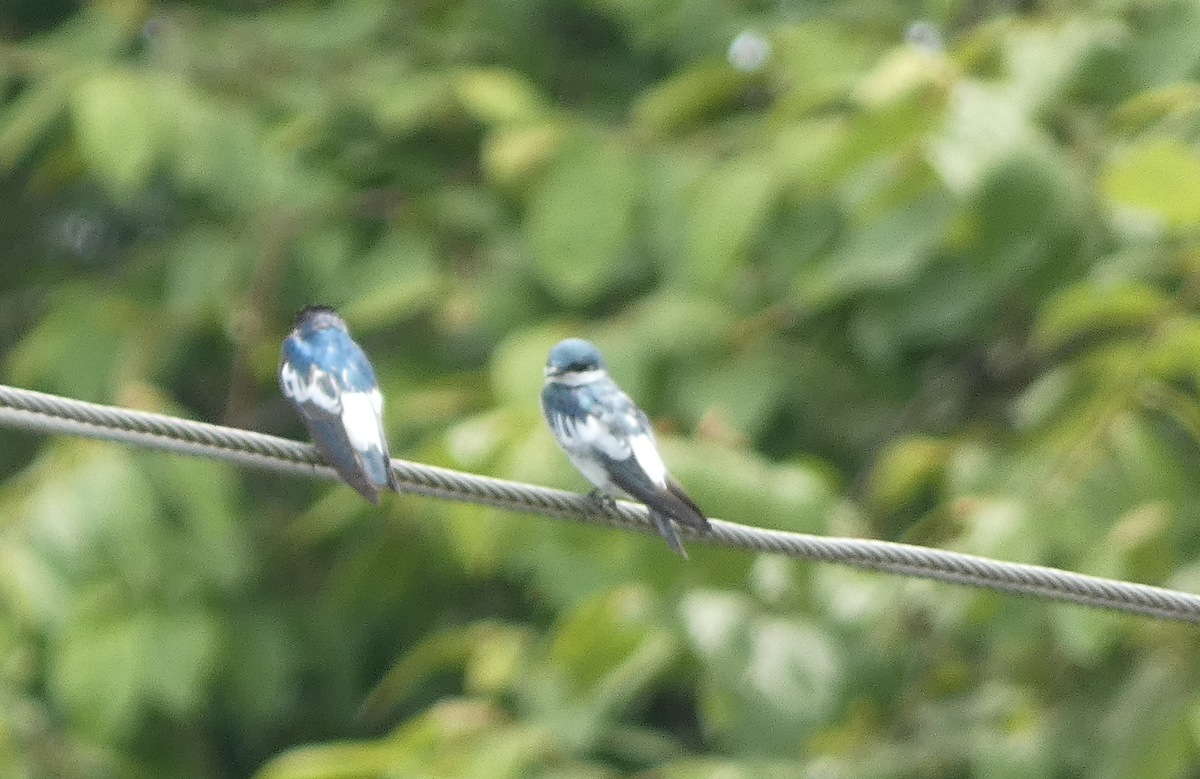 White-winged Swallow - ML657869491