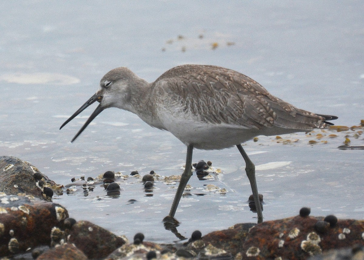 Willet (Western) - ML65786951