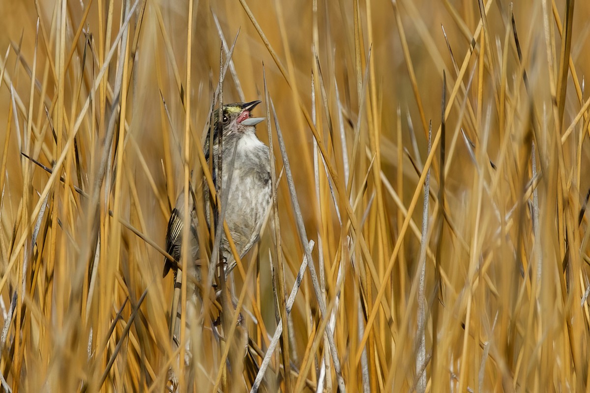 Seaside Sparrow - ML657869695