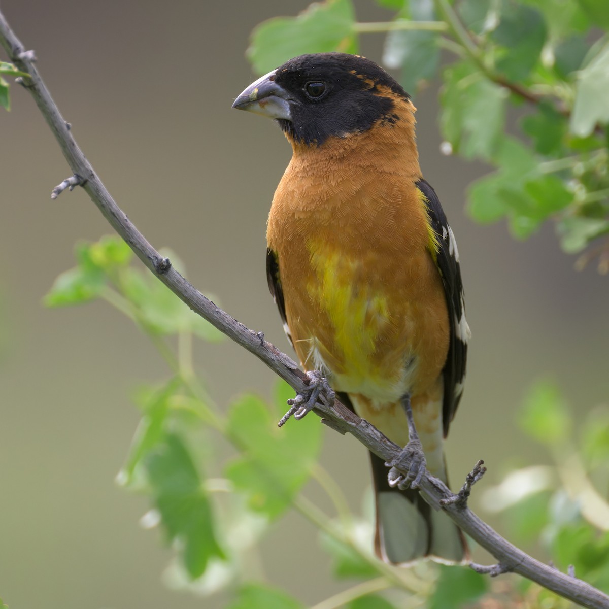 Black-headed Grosbeak - ML657869710