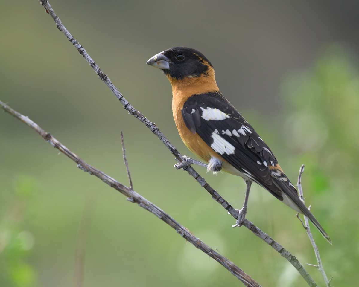 Black-headed Grosbeak - ML657869711