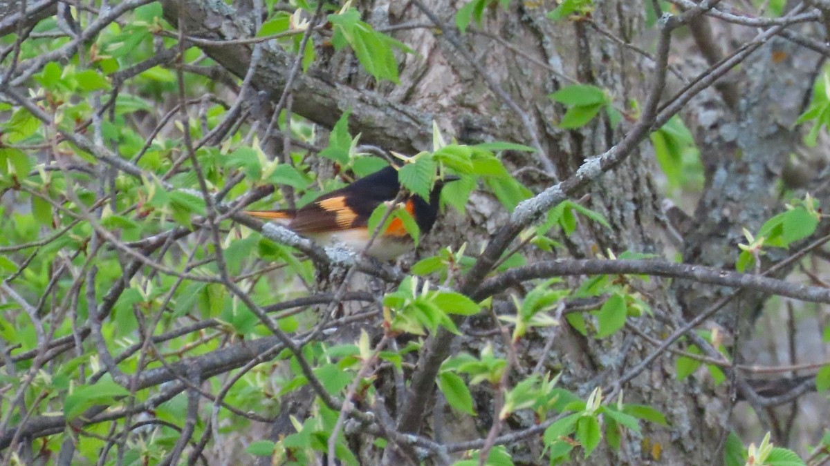 American Redstart - ML657870312