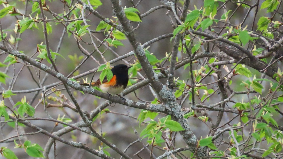 American Redstart - ML657870313