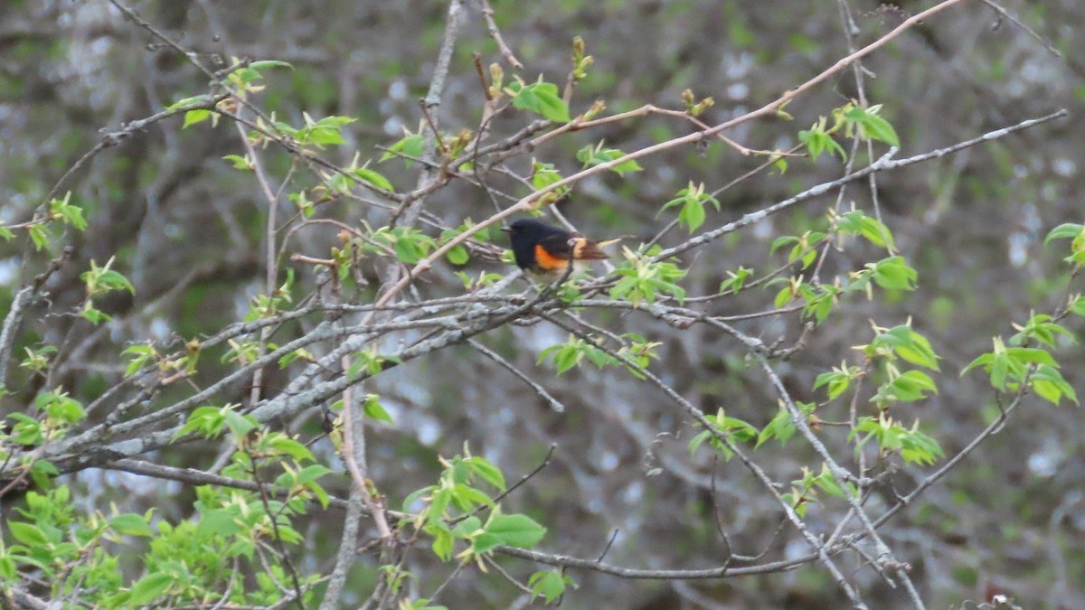American Redstart - ML657870314