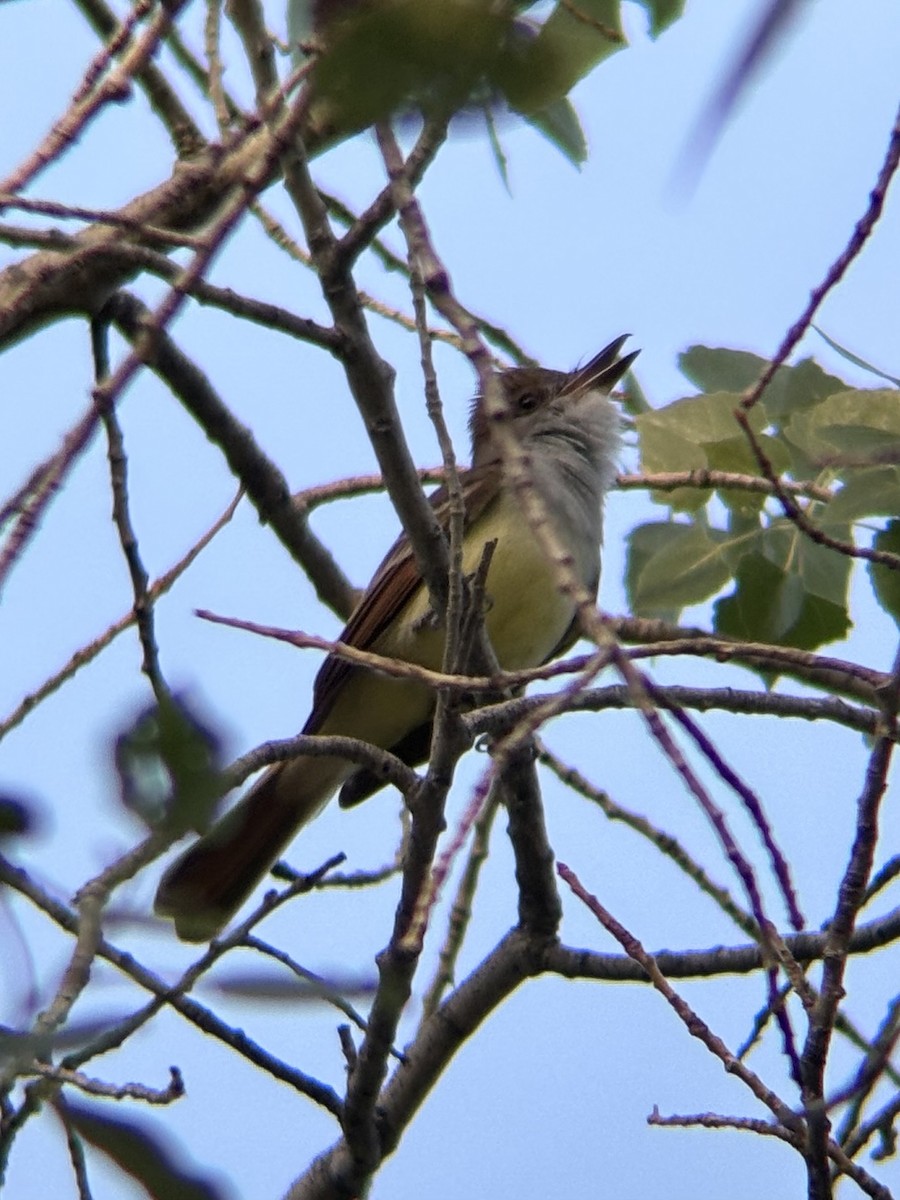 Brown-crested Flycatcher - ML657870329