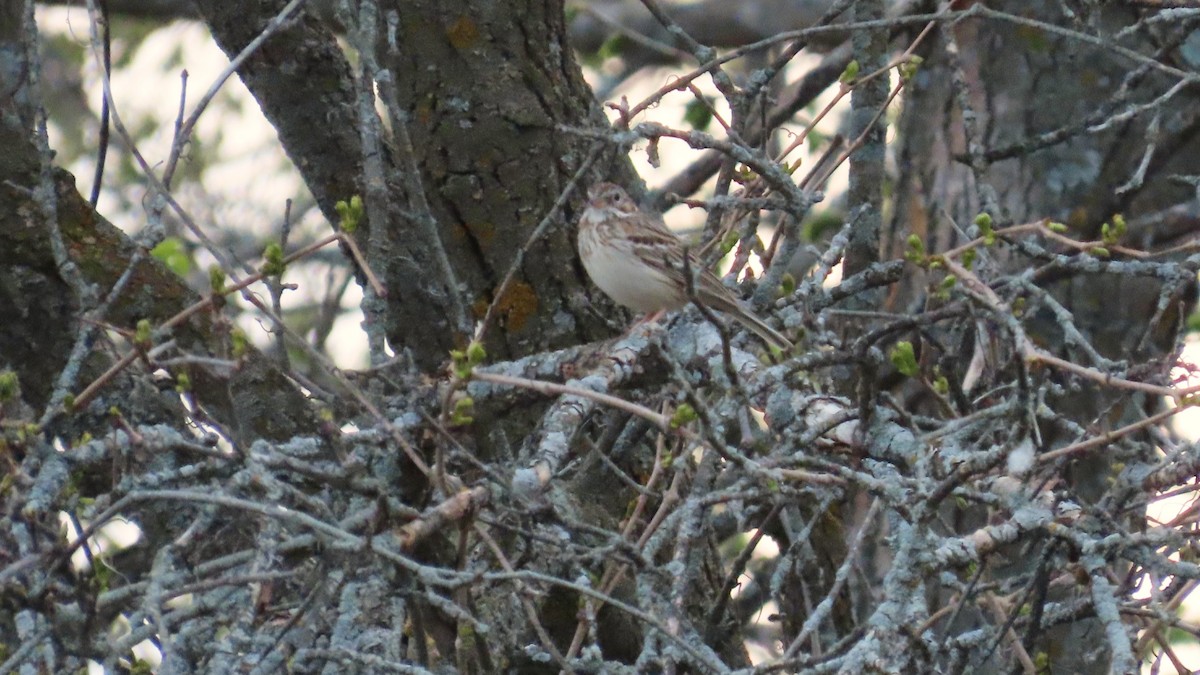 Vesper Sparrow - ML657870632