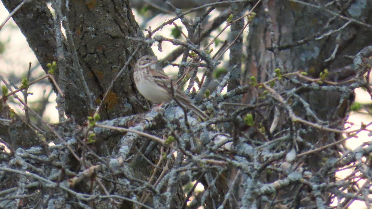 Vesper Sparrow - ML657870633