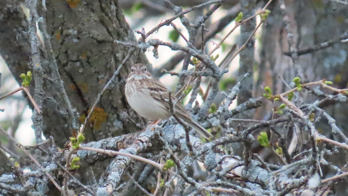 Vesper Sparrow - ML657870634