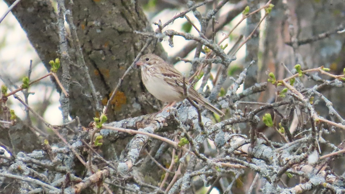 Vesper Sparrow - ML657870635