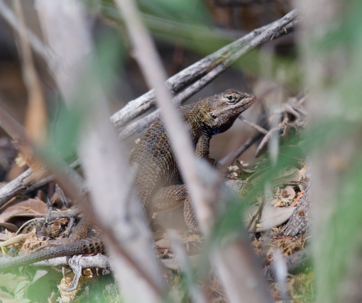 Prairie Lizard - ML657871169