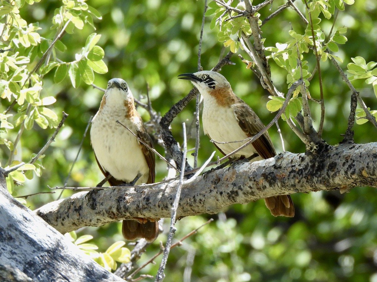 Bare-cheeked Babbler - ML657871177