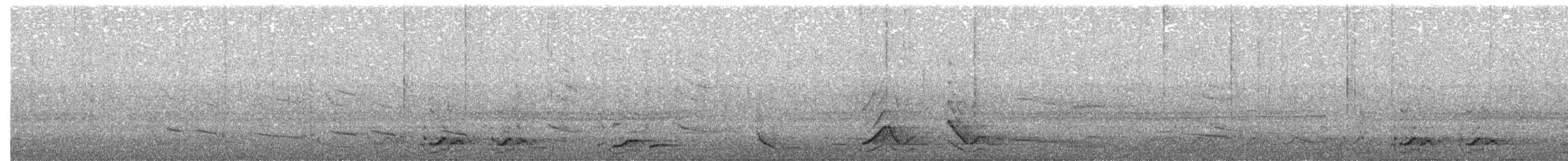Pied Currawong - ML657871605