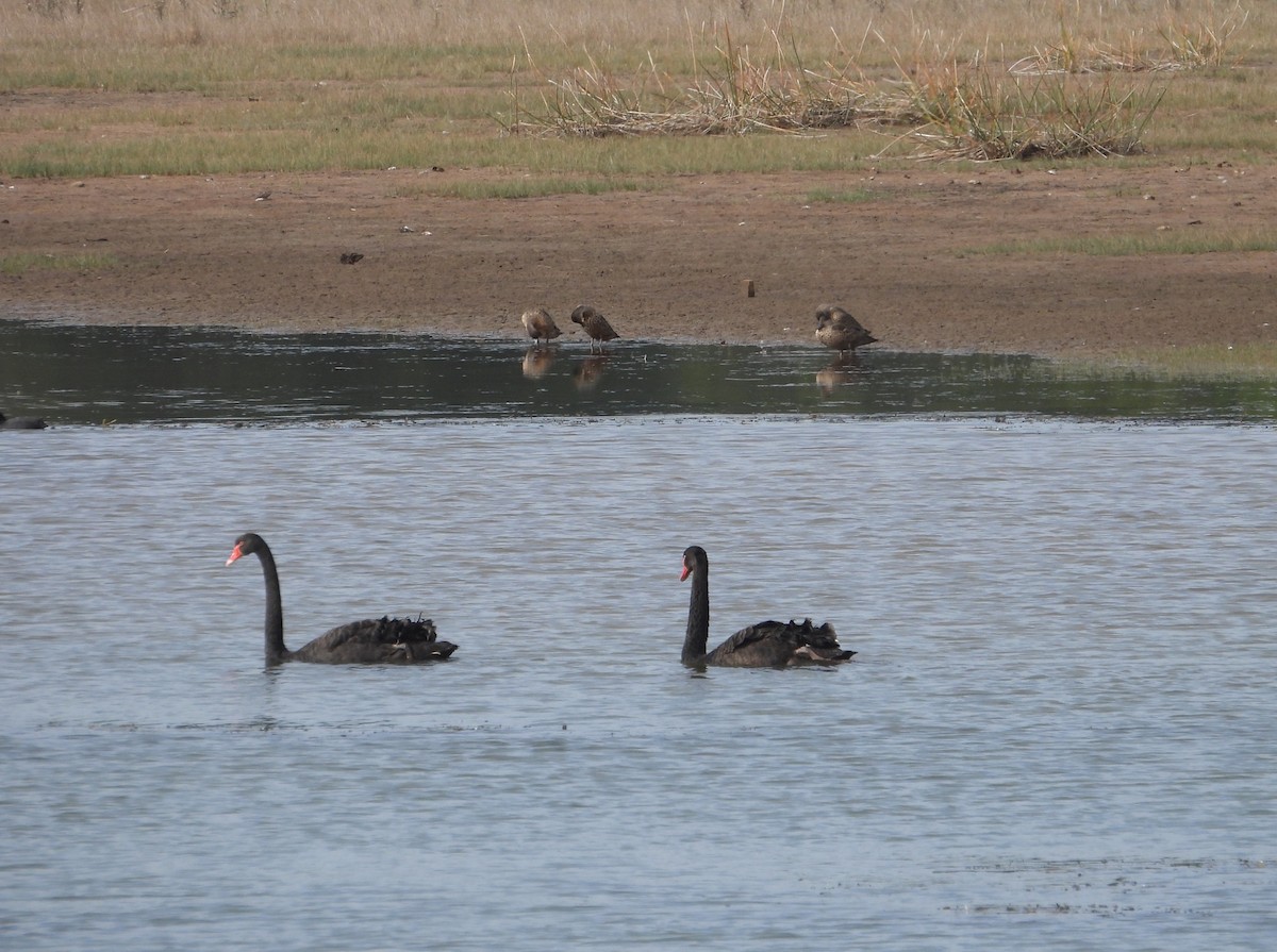 Black Swan - ML657871705