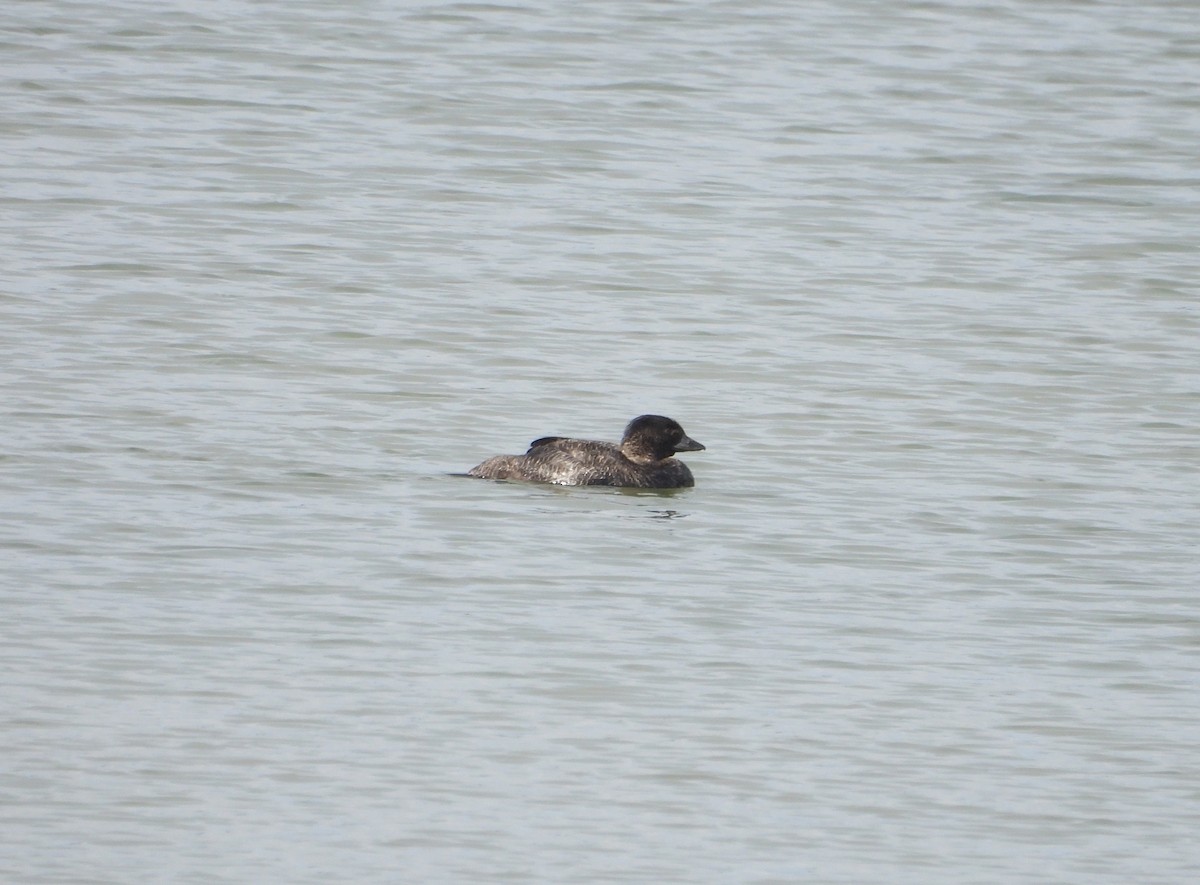Musk Duck - ML657871706