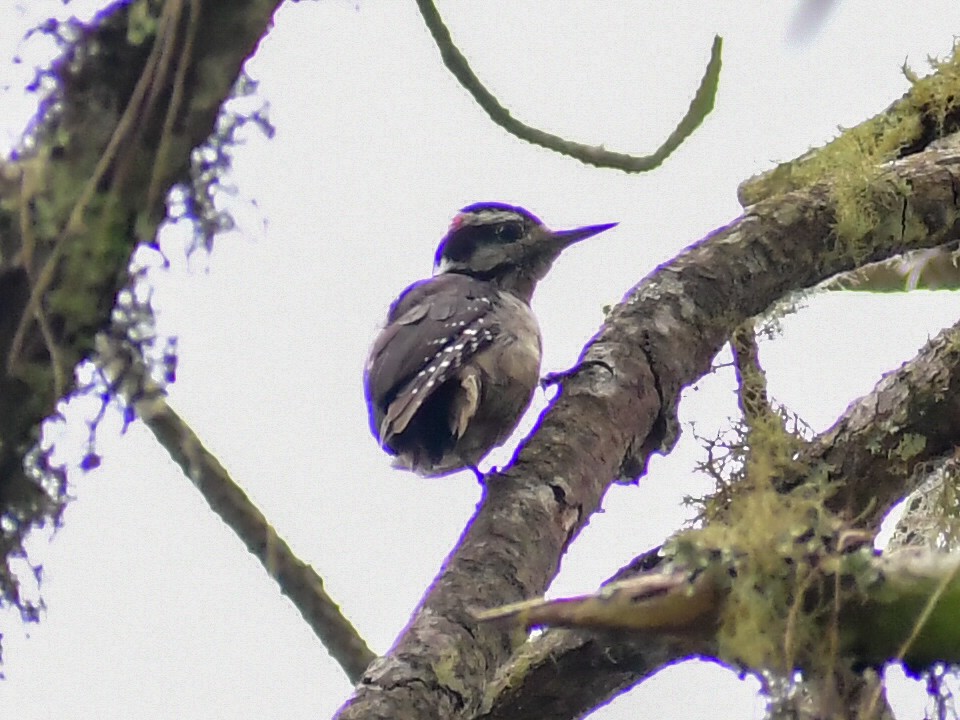 Hairy Woodpecker - ML657871716