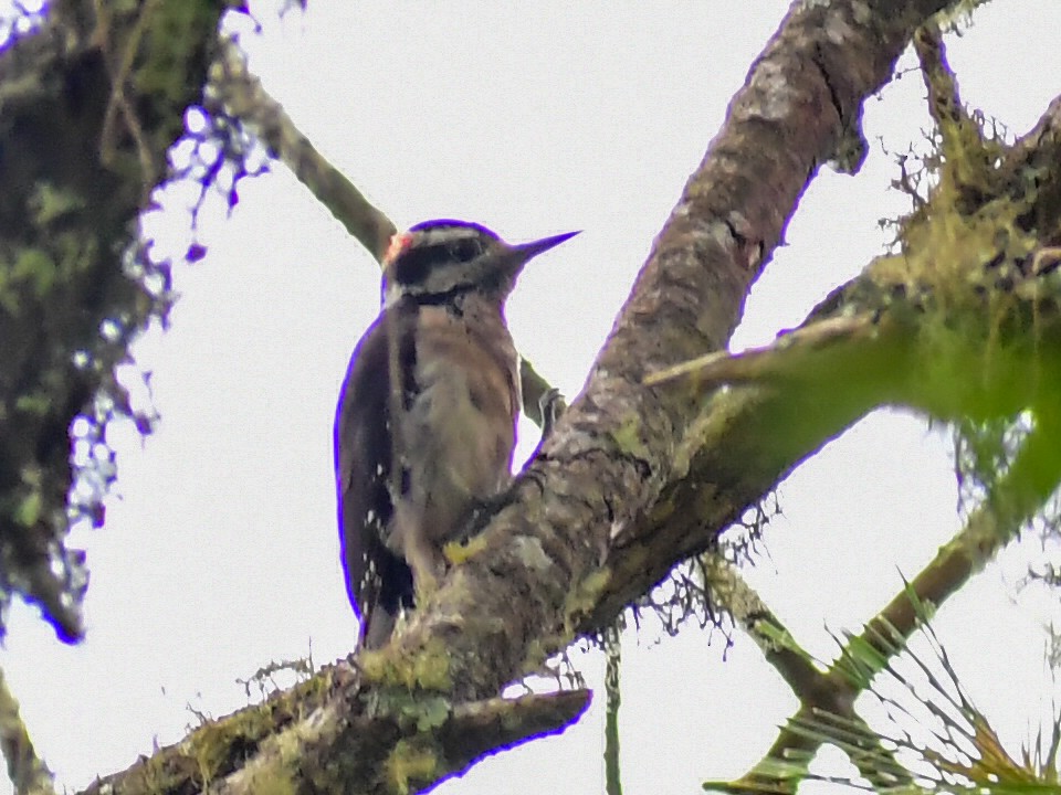 Hairy Woodpecker - ML657871717