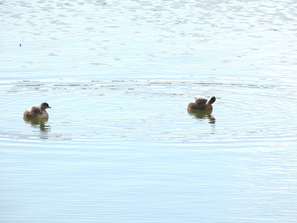 Hoary-headed Grebe - ML657871718